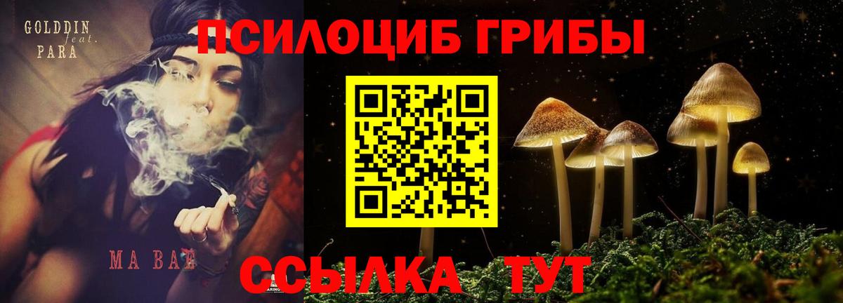 Псилоцибиновые грибы Psilocybe Курчалой